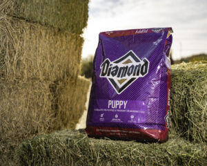 Diamond Puppy Food