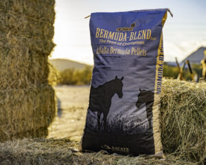 Sacate Bermuda Blend